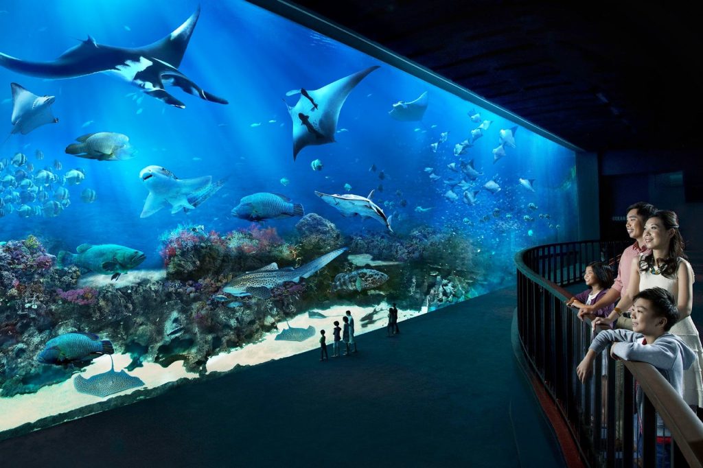 Dive into Wonder: Exploring the Wonders of Sea Aquarium Singapore
