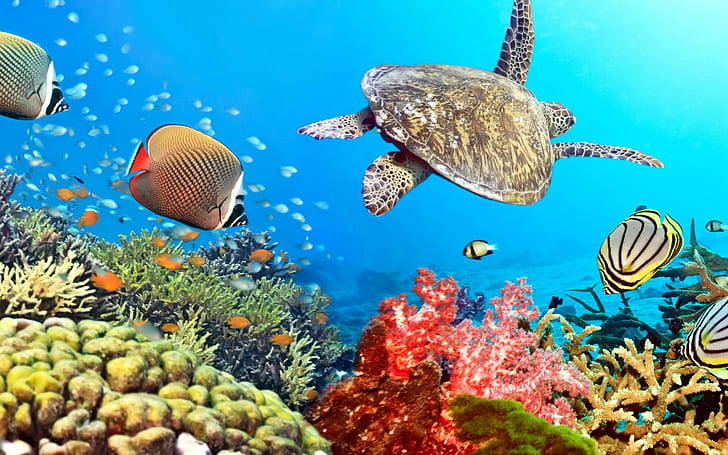 Common coral reef fish that bring color to reefs