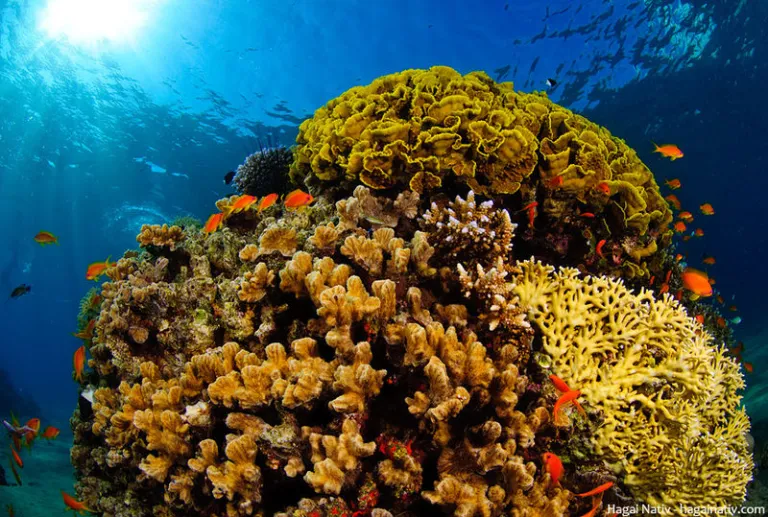 here's a list of coral reef fish